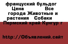 француский бульдог › Цена ­ 40 000 - Все города Животные и растения » Собаки   . Пермский край,Кунгур г.